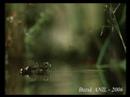 Flying frog Flying frog