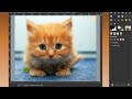 Gimp/Photoshop-Cut out an image with free select tool/lasso tool (of furry cute kitten)