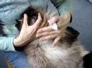 Olympe, Une Persane Bien Docile !