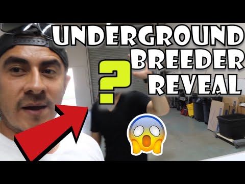 YouTube reptile video