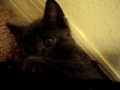 Father and Son Cat playing together - YouTube
