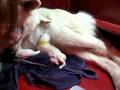 birth of shu`s puppies