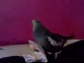 MOV04439 3GP