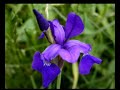 Loi Thay Co - Nguyen Duc Trung - A Vietnamese song with nice pictures of some famous high schools before 1975 such as Lasan Adran, Lasan Taberd, Petrus Ky, Gia Long, Trung Vuong, Vo Truong Toan, Chu Van An....