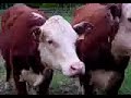Ryan Farm Cow Heffer Gargle Moo