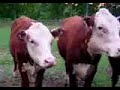 Ryan Farm Cow heffer gargle moo