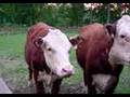 Ryan Farm Cow heffer gargle moo