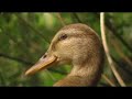 Duck Movie