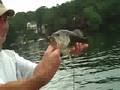 videos de wood catching a little guy