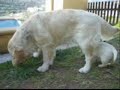 cachorros de labrador retriever  retrievers la solana