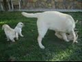 cachorros de labrador retriever  retrievers la solana