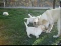 Labrador Retriever video