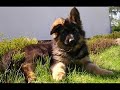 No o owczarkach terrierach i na koniec troche tam naruto:P
