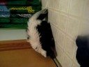 Skunk Bath!