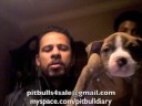 videos de TDK Steph Pit Bull Pup