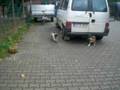 Alle auf den Mops
