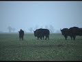 ?ubry - stado