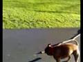 my dog with a stick (banch!)