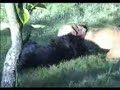Dachshund vs Schnauzer - Kung Fu Carnage