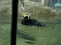 Trip to the Bronx Zoo - Puffins!