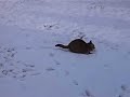 Roxi im Schnee Roxi im Schnee