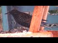 birds nl... common starling on birdfeeder