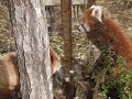 レッサーパンダバトル！　キキVSチャオ　～男の闘い～