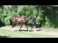 DK Racing Present Tycoon
