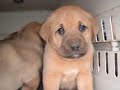 Saving Shelter Pets - Puppy Promises
