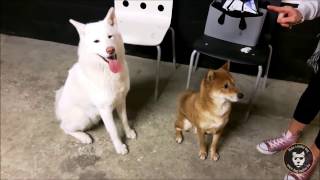 Des chiens, des chiens, et encore des chiens!