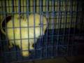 videos de Chiwawa and shi tzu.MP4