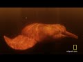 Untamed Americas : STARTS SUN JUN 10 at 9P et/pt : channel.nationalgeographic.com The Pink River Dolphins of the Amazon are the only dolphins that can live in freshwater.