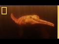 Pink River Dolphins