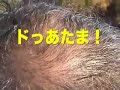 2007.11.24 京都二条城まつりでの諏訪流放鷹術実演会のオオタカA demonstration of the Japanese falconry in kyotoBy  the Japanese Falconer's Association
