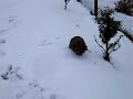 bobby the rabbit running in the snow bobby the rabbit running in the snow