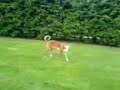maera my ibizan hound