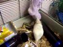 Pet rats enjoying their Christmas stocking