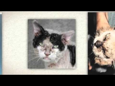 how to cure mange in cats