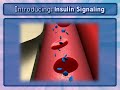 Insulin Signaling (Signal Pathways)