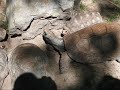 Turtle Love or Adventures of a Smiling Turtle
