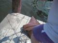 Cownose ray
