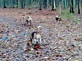 Isa en de beagles.mp4