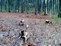 Isa en de beagles.mp4