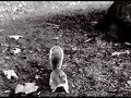 the Blair Squirrel Project the Blair Squirrel Project