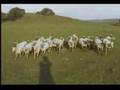 Border Collie video