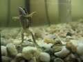 Frog Ta Dah!