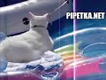 Облом кота в бассейне