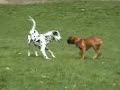 boxer puppy barnabas plays with dalmatin