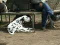 boxer puppy barnabas plays with dalmatin