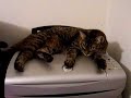 freddies-new-trick.html